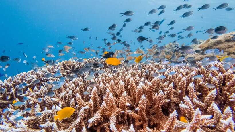 Bohol: Private Balicasag Tour with extra snorkeling time - The Extra Snorkeling Time: How the Schedule Buys You More Water