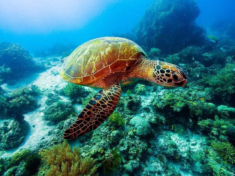 Bohol: Private Balicasag Tour with extra snorkeling time - Who Should Book This Private Balicasag Tour