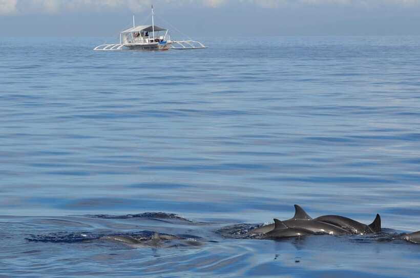 Bohol: Private Balicasag Tour with extra snorkeling time - Should You Book This Balicasag Tour?