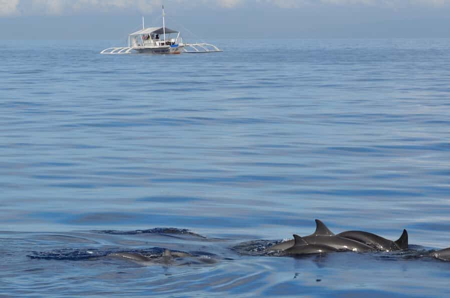 Bohol: Private Balicasag Tour with extra snorkeling time - Dolphin Encounters at Dawn: What to Expect From the Sunrise Run