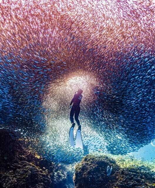 Bohol: Snorkel One of PH’s Largest Sardine Schools - Who should book this and who might skip it