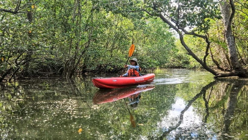 Bohol: SUSTAINABLE Mangrove Tunnels & Firefly Kayaking trail - Key points worth knowing before you go