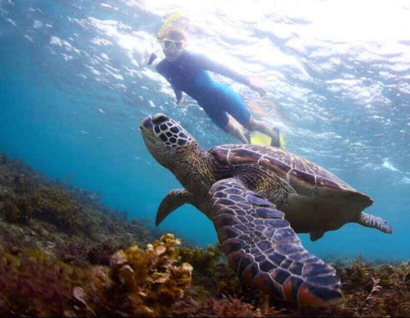 Bohol: Swim with Sea Turtles, Dolphins & Island Hopping Tour - Why This Tour Works: A Calm Plan That Respects the Sea