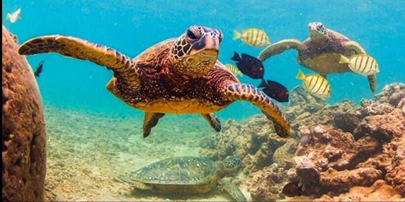 Bohol: Swim with Sea Turtles, Dolphins & Island Hopping Tour - Balicasag Island Snorkeling: Sea Turtles, Coral Reefs, and a Guide Who Stays Close