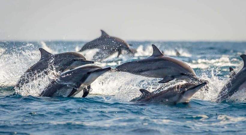 Bohol: Swim with Sea Turtles, Dolphins & Island Hopping Tour - Price and Value: The $49 Question (Plus the Real Add-Ons)