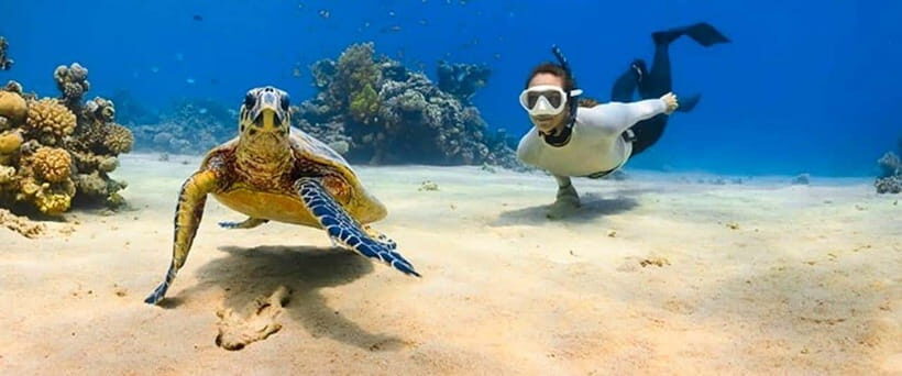 Bohol: Swim with Sea Turtles, Dolphins & Island Hopping Tour - Guides and Crew: Small Touches That Make the Day Feel Managed