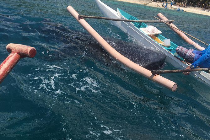 Bohol Whaleharks Interaction & Bohol Countryside Tour with Lunch (Cebu or Bohol) - Key points to know before you go