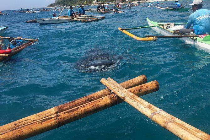 Bohol Whaleharks Interaction & Bohol Countryside Tour with Lunch (Cebu or Bohol) - A morning that starts at 5:30 AM