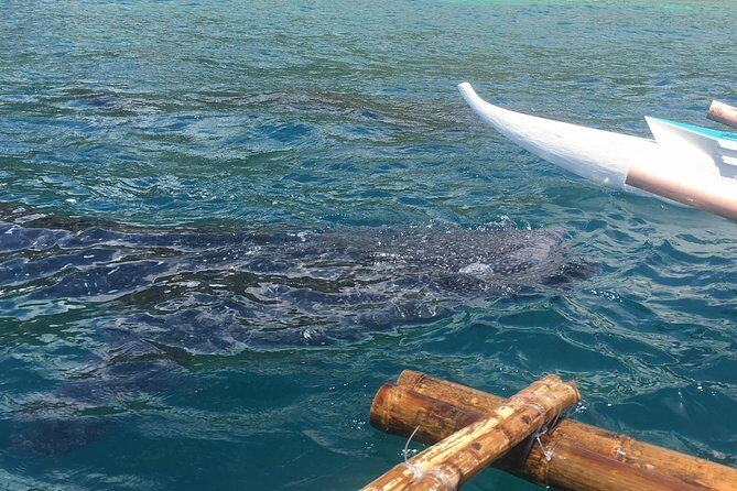 Bohol Whaleharks Interaction & Bohol Countryside Tour with Lunch (Cebu or Bohol) - Whale sharks: what you’ll do and the rules you must follow