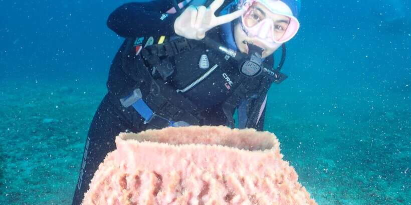 Boracay: Introduction to Scuba Diving Experience - Marine life and the 6-meter ceiling: what you’re likely to see