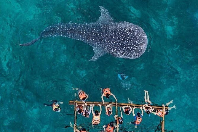 Budgeted Bohol Whale Shark - Key things to know before you go