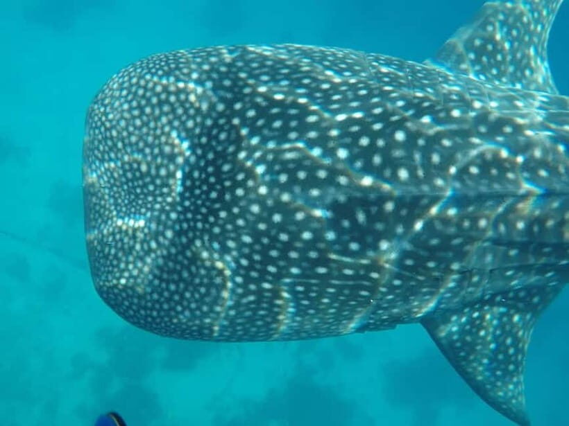 Cebu: 2-Day Private Tour Moalboal and Oslob - Key points to know before you go