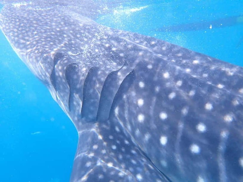 Cebu: 2-Day Private Tour Moalboal and Oslob - Optional add-ons on Day 2: how flexible this private plan can be