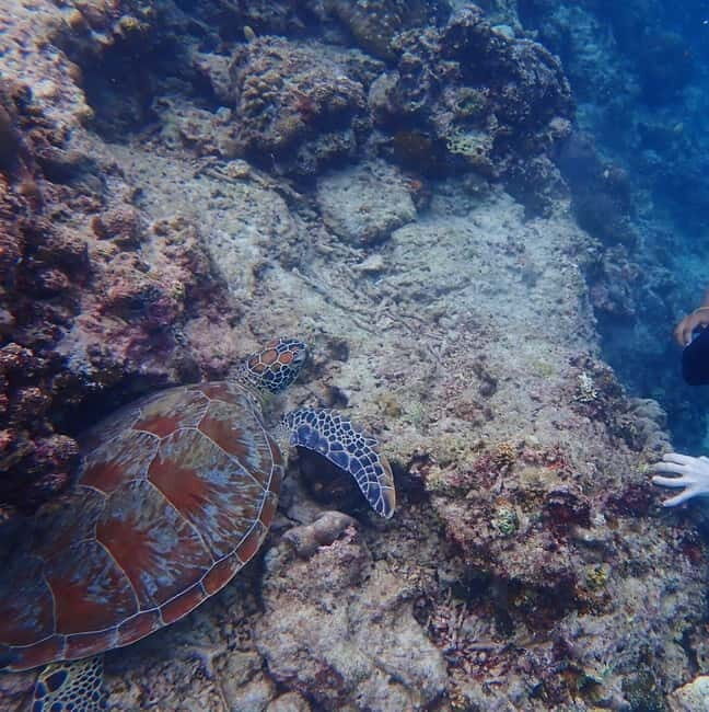 Cebu: 2-Day Private Tour Moalboal and Oslob - Day 1: Pickup, Kawasan Falls swim, and settling into Panagsama