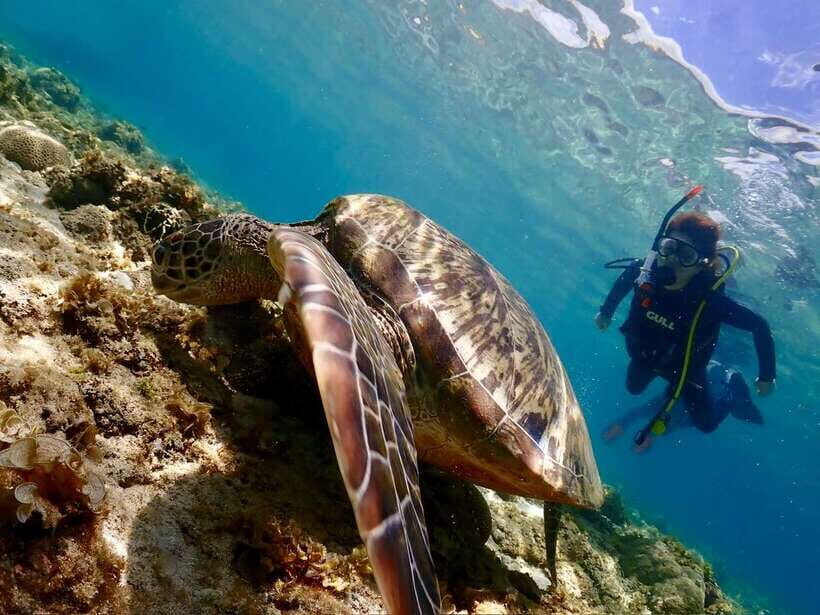 Cebu: Beach Scuba Diving Experience - Why Mactan Beach Logistics Make This Feel Easy