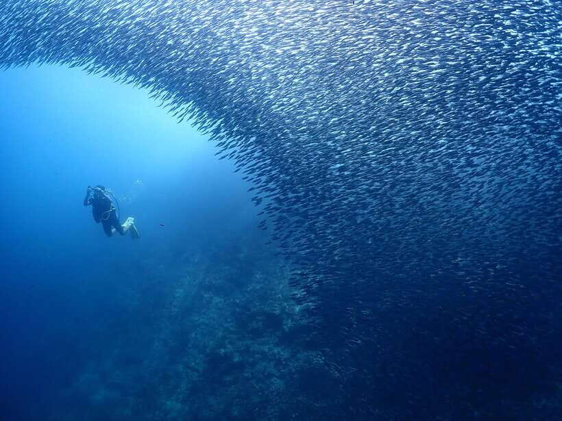 Cebu: Beach Scuba Diving Experience - What to Bring (and What to Avoid Packing)