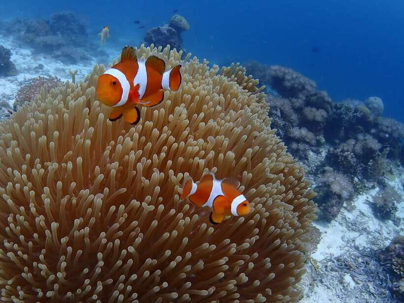 Cebu: Boat Diving Two Dive Tour in Olango Island - Key points before you book