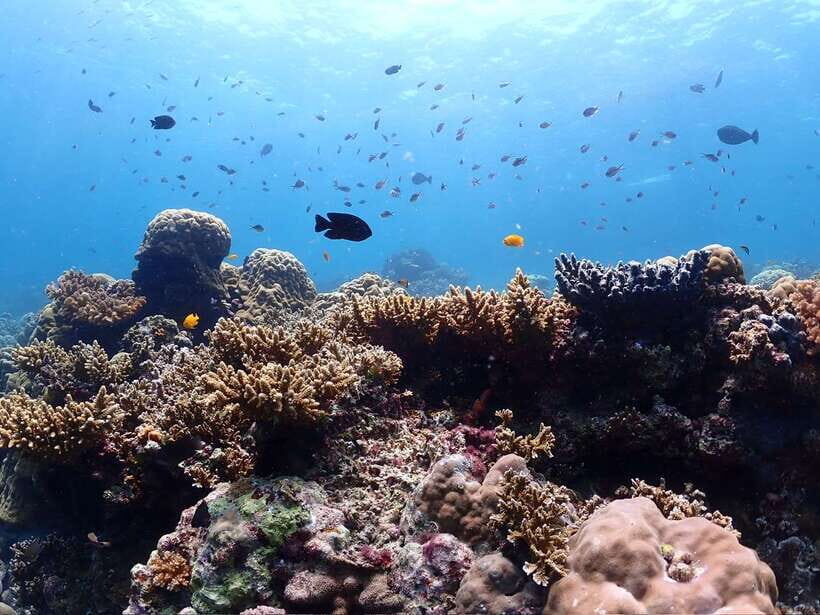 Cebu: Boat Diving Two Dive Tour in Olango Island - The 4-hour timeline: how it fits into a real travel day