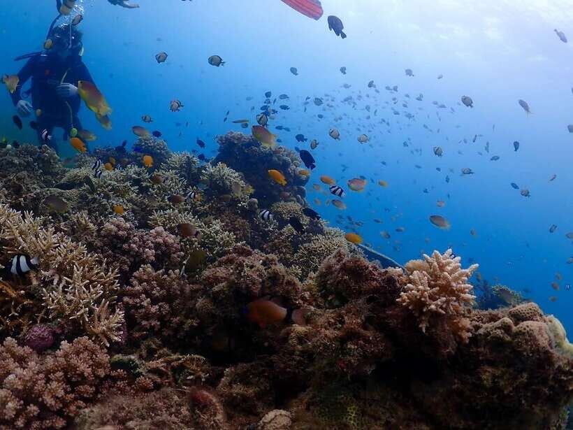 Cebu: Boat Diving Two Dive Tour in Olango Island - Two underwater sessions: why the split matters