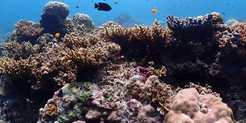 Cebu: Boat Diving Two Dive Tour in Olango Island - Pricing: is $92 fair for what you get?