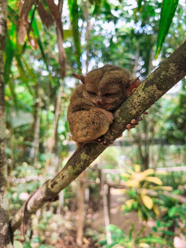 Cebu City: Bohol Countryside Tour with Loboc Cruise Lunch - Optional Souvenir Shopping (and Optional ATV): How Extras Affect Your Time