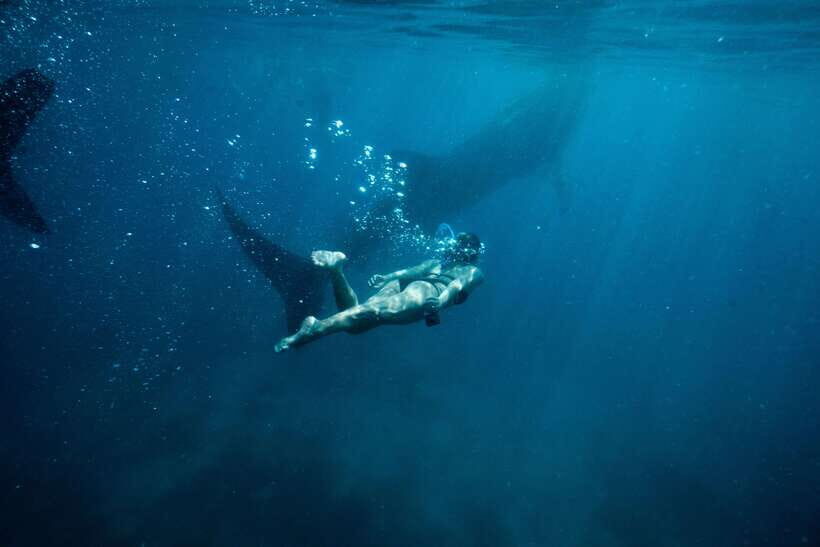 Cebu City: Whale Shark Swimming & Kawasan Falls Canyoneering - Quick takeaways