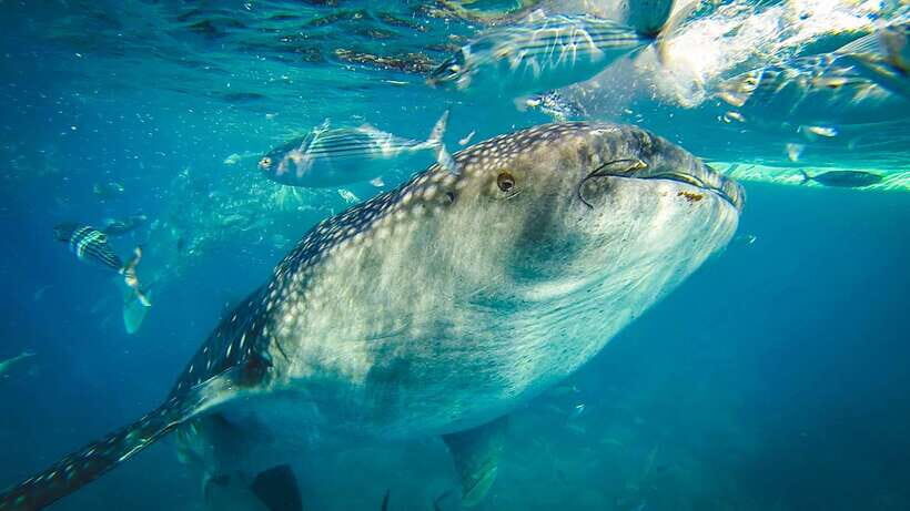 Cebu City: Whale Shark Swimming & Kawasan Falls Canyoneering - Cebu whale sharks plus Badian canyoneering: what makes it so special
