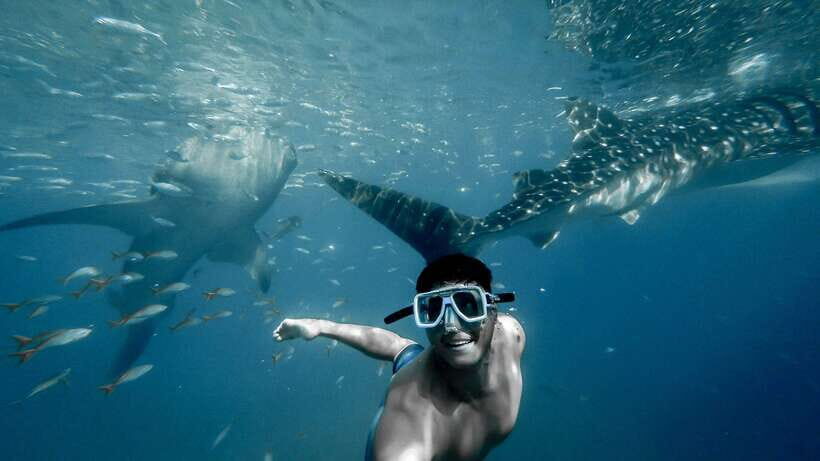 Cebu City: Whale Shark Swimming & Kawasan Falls Canyoneering - Pickup coverage in Cebu, Mactan, and Lapu-Lapu: convenience with limits