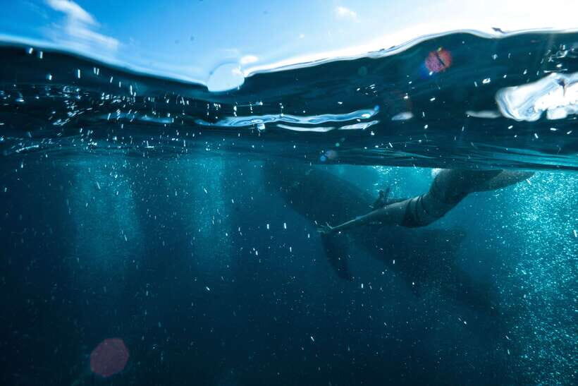 Cebu City: Whale Shark Swimming & Kawasan Falls Canyoneering - The 16-hour schedule and the early wake-up reality