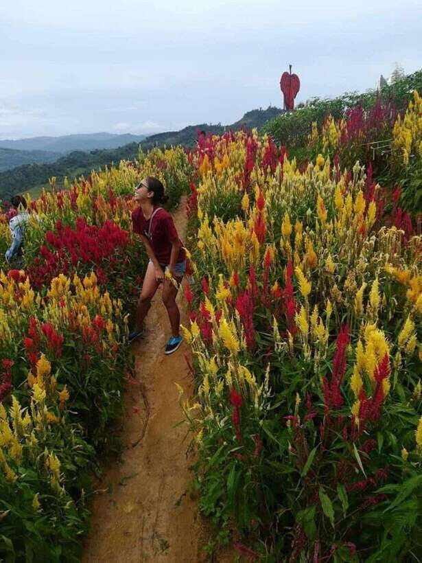 Cebu Highlands: Half-Day Escape with Optional Lunch - Should you book the Cebu Highlands half-day escape?