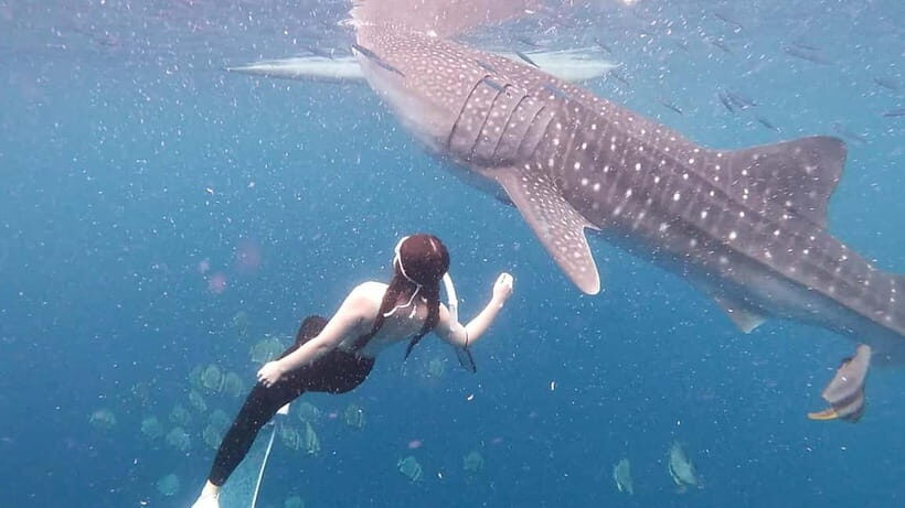 Cebu: Join Whale Shark Swimming & Kawasan Falls Canyoneering - Kawasan Falls canyoneering: canyon turns, jumps, and the waterfall swim