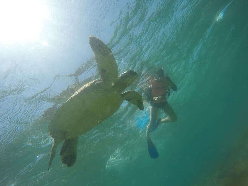 Cebu: Kawasan Canyoneering & Sardines Run and Turtle Chase - Key Things That Make This Tour Worth Your Day