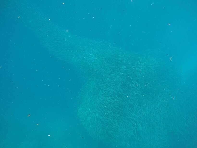 Cebu: Kawasan Canyoneering & Sardines Run and Turtle Chase - Cebu to Moalboal: The Van Ride Reality Check