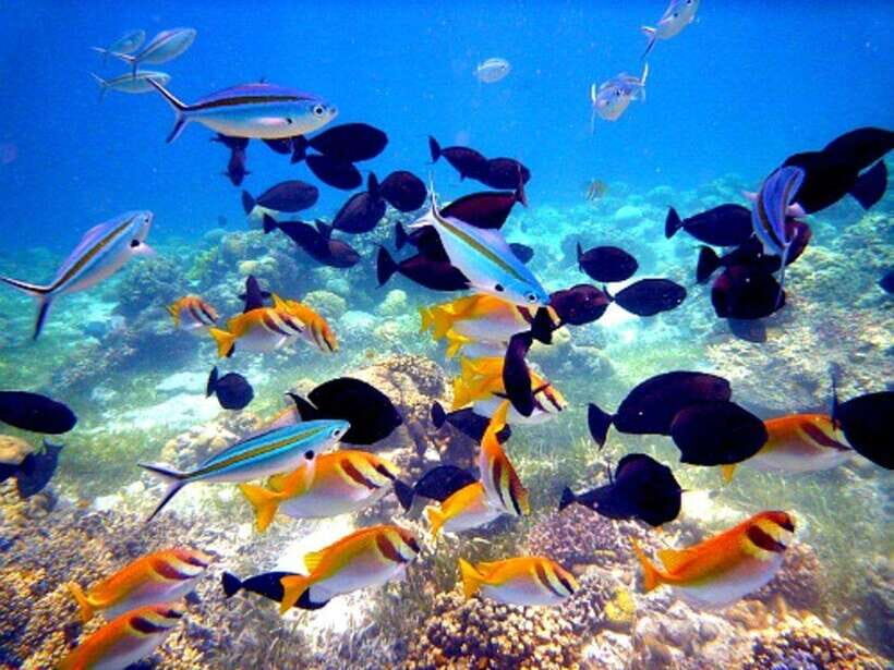 Cebu: Mactan Island Hopping Boat Tour with Lunch - Snorkeling comfort tips (and the rules that keep it good)