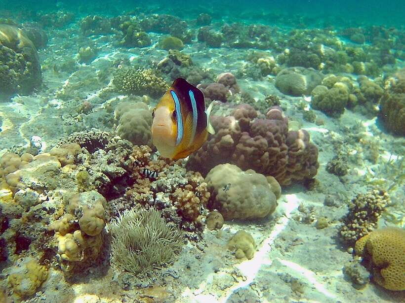 Cebu: Mactan Island Hopping Boat Tour with Lunch - Pickup, boat basics, and how the day flows