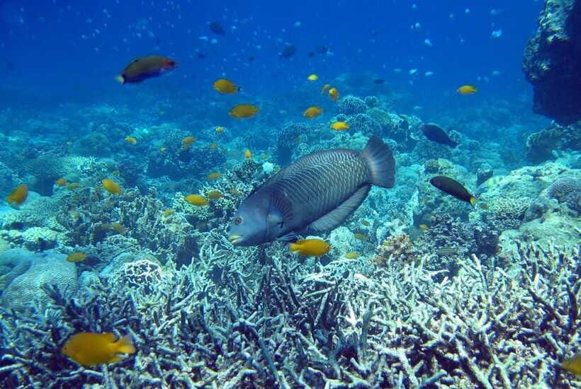 Cebu Mactan Island Hopping + Picnic Lunch (Private Tour) - Safety and crew coordination: what to watch before snorkeling