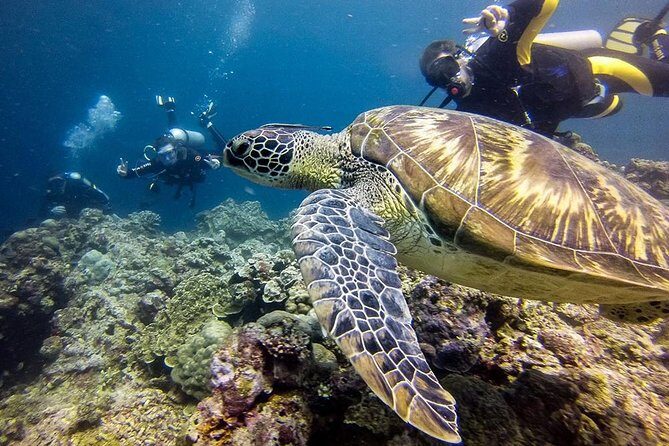 Cebu Moalboal Beach, Sardine Run, Sea Turtle Viewing + Canyoneering Tour - Getting to Moalboal from Cebu: Early Start, Air-Con Comfort