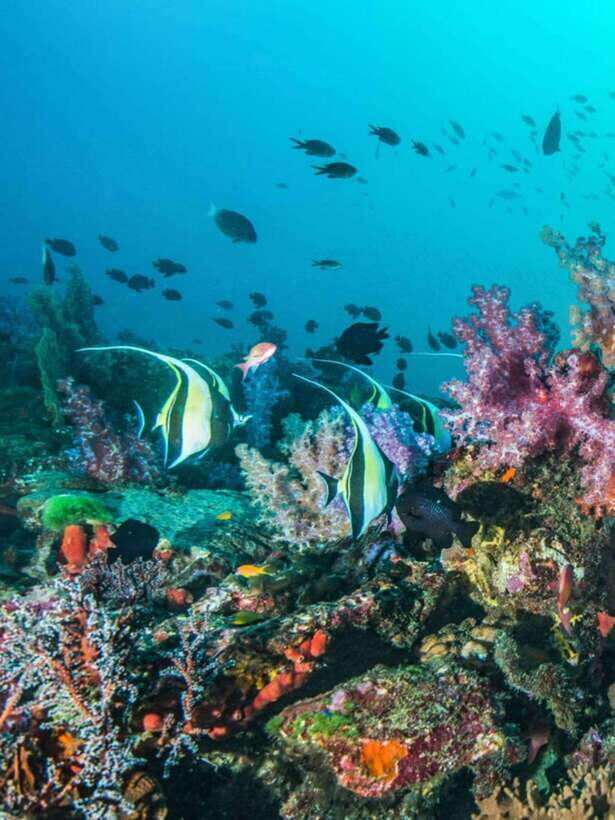 Cebu: Moalboal Island Hopping and Mantayupan Falls Day Trip - Pescador Island: Coral, Caves, and the First Real Snorkel Moment
