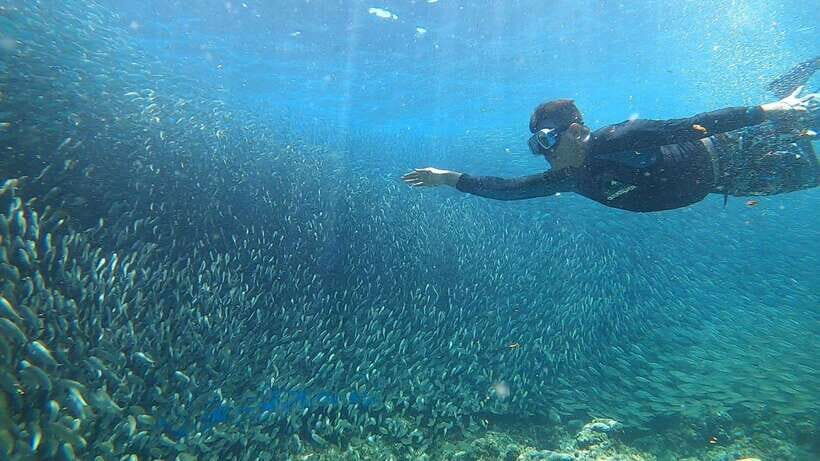 Cebu: Moalboal Island Hopping and Mantayupan Falls Day Trip - Turtle Point: Swimming With Sea Turtles (and Staying the Right Distance)
