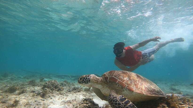 Cebu: Moalboal Island Hopping and Mantayupan Falls Day Trip - Sardine Run at the Pescador Area: The Fish Show You Can Actually Swim With