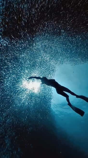 Cebu: Moalboal Sardine Run & Kawasan Falls Canyoneering - Moalboal and Kawasan in one intense day