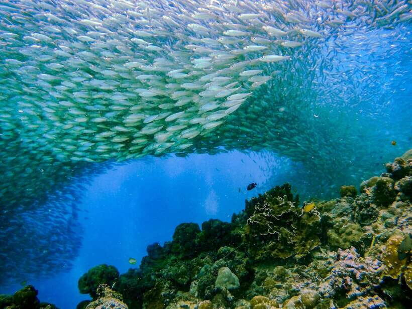 Cebu: Moalboal Sardines and Turtles Snorkeling Tour - Key things to know before you go
