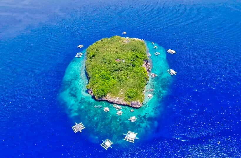 Cebu: Moalboal Sardines and Turtles Snorkeling Tour - Moalboal’s Sardine Run Meets Turtle Time