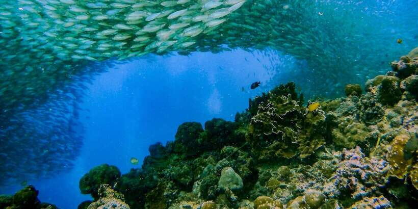 Cebu: Moalboal Sardines and Turtles Snorkeling Tour - Pescador Island: Sardines, Coral Conditions, and the Best Part of the Day
