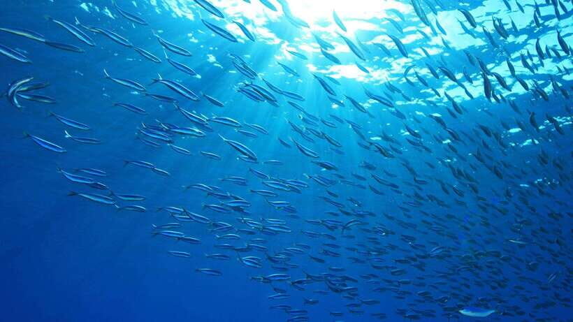 Cebu: Moalboal Sardines and Turtles Snorkeling Tour - Price and the Real Time Budget (7–10 Hours)