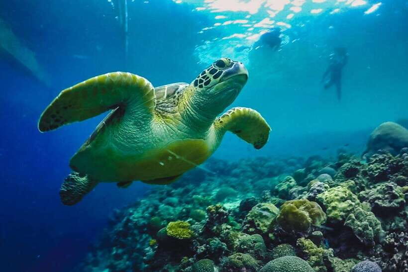 Cebu: Moalboal Sardines Run Snorkel & Kawasan Canyoneering - Gear and packing list: the stuff that prevents regrets