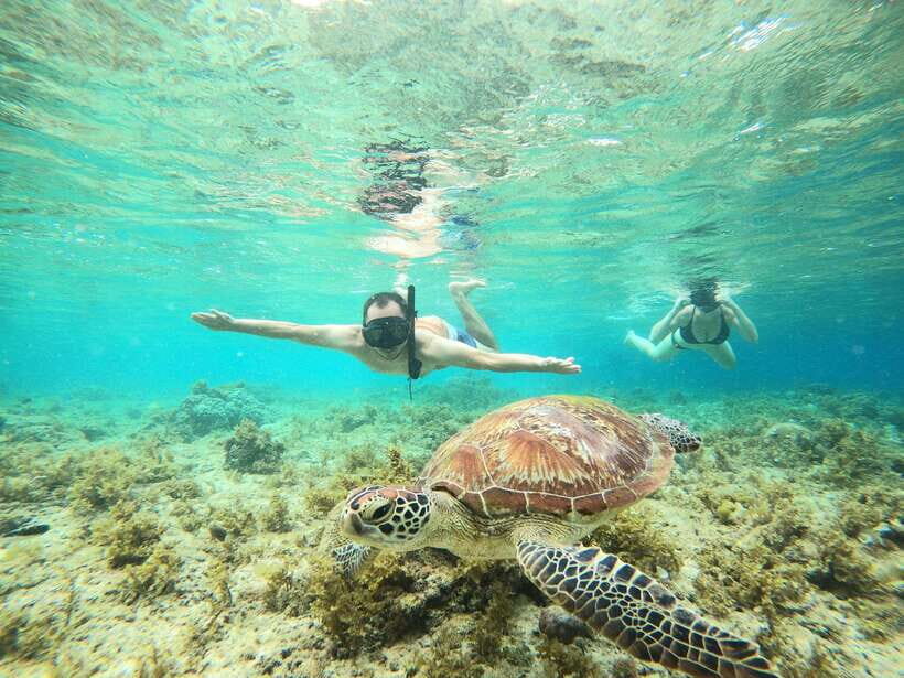 Cebu: Moalboal Sardines Run Snorkel & Kawasan Canyoneering - Moalboal sardines run: what you’re going for under the surface
