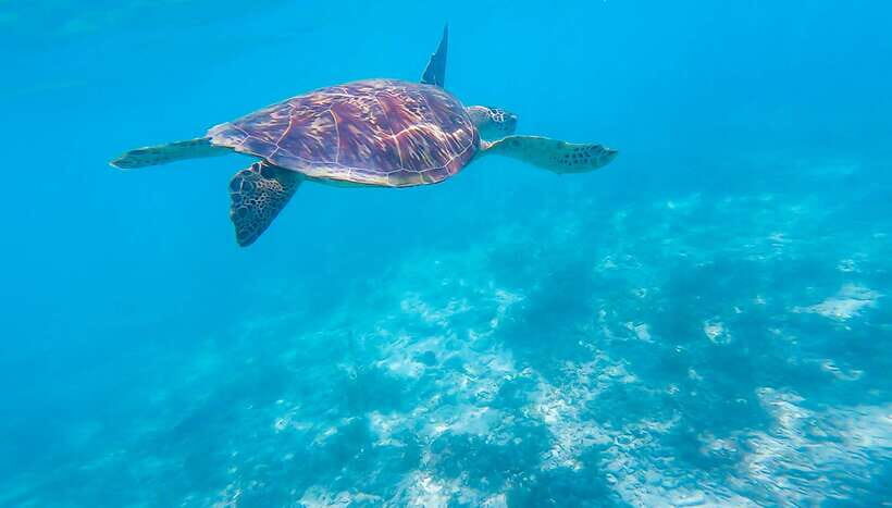 Cebu: Moalboal Sardines & Turtle Snorkeling and Canyoneering - Key things that make this Cebu tour worth your time