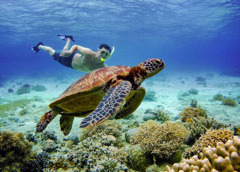 Cebu: Moalboal Sardines & Turtle Snorkeling and Canyoneering - Price and value: is $157 really a fair deal?