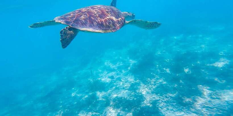 Cebu: Moalboal Sardines & Turtle Snorkeling and Canyoneering - Panagsama turtle snorkeling: gentle wildlife viewing with real rules